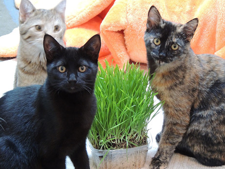 kittens-grass