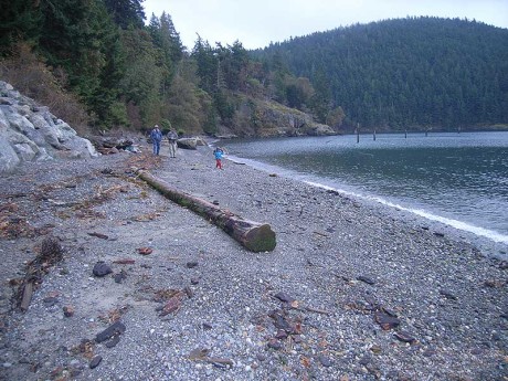 After: 5,300 square feet of intertidal beach was unburied, which opened up critical shoreline habitat for forage fish at a known surf smelt spawning site.