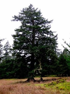 A Douglas fir stands in full on the Mitchell Hill summit - SJINHP photo