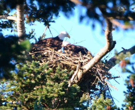 Eagle in nest - Click for larger version - Sue Ryan photo