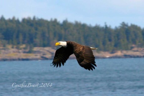 Eagle Flight - Click for larger image - Cynthia Brast photo