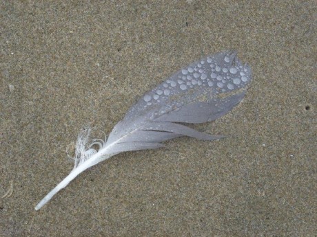 feather-beach