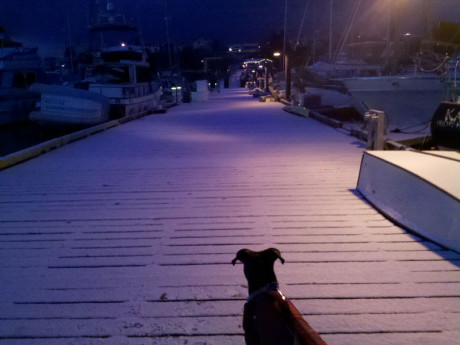 Mary Kate Berger shot this beautiful image of her dog Maggie as they made "first tracks" in this morning's snow down at the Port Docks - Thanks MK!