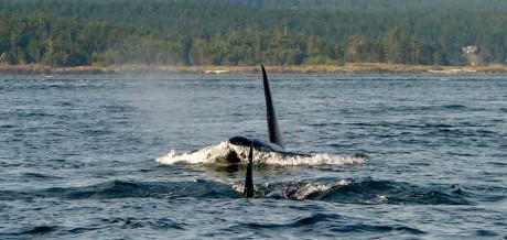 Orca dorsal fins - Click for larger image - Hobbes Buchanan photo
