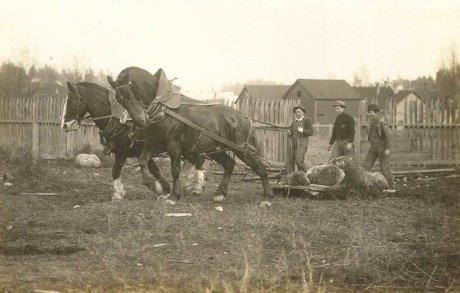 Draft Horses pull a stone boat to move rocks for farmland - SJ Historical Society photo