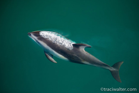 Pacific White Sided Dolphin - Traci Walter photo