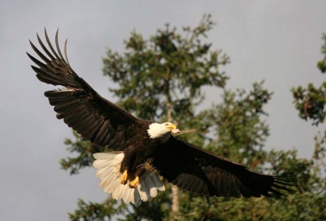 American Camp Eagle - Contributed photo