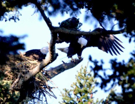 Eagles work on their new nest above the American Camp visitor center - Sue Ryan photo