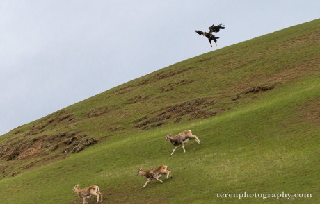 eagle-mouflon