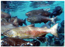 Chinook Salmon - Geoffrey McMichael photo