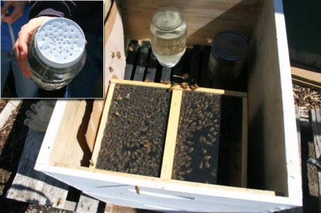 Temporary hive with a sugar-water jar. They are in a new home and haven't had a chance to build honeycomb or store nectar or pollen yet for food, so they need a little help, hence the sugar water -Cyndi Brast photo