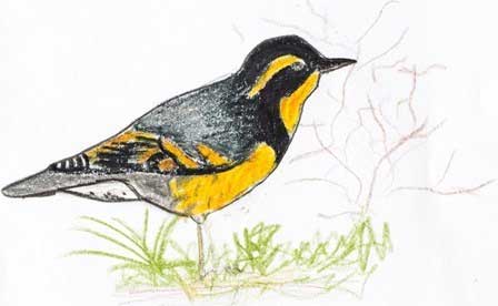 Varied Thrush, just one of the drawings in this wonderful little pocket guide book to birds 