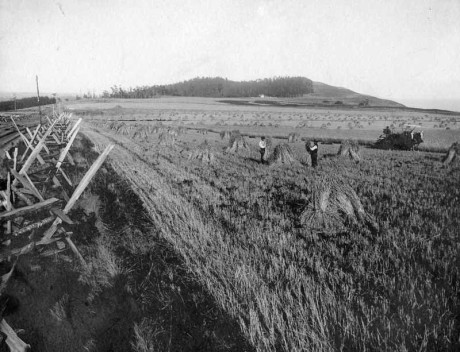 Harvest_Prairie_19th_century_small