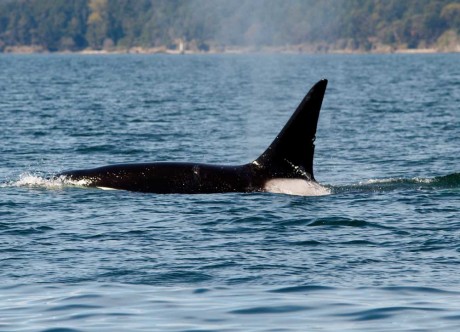 Transient Orca cruises by - Captain Hobbes photo
