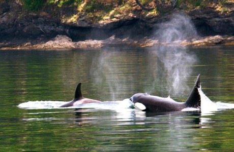 Happy Saturday to you. Transient orcas - Jim Maya photo
