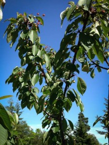 Cherries growing in a new home - Chinmayo photo