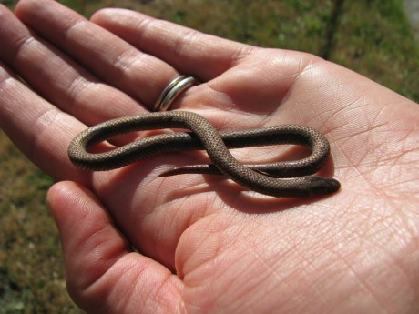 Elusive Slug-Eating Snake Found on San Juan Island - Click to enlarge - Contributed photo