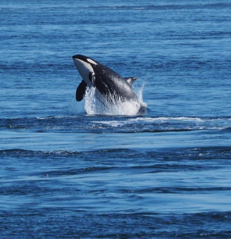 J-38, "Alki" as seen from Whale Watch Park on Monday - Sherrie Stahl photo