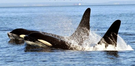 Photo by Dr Astrid van Ginneken, Co-Principle Investigator of "Orca Survey" based on San Juan Island - Click to enlarge