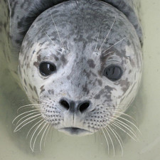 Harbor Seal Alert - Contributed Photo