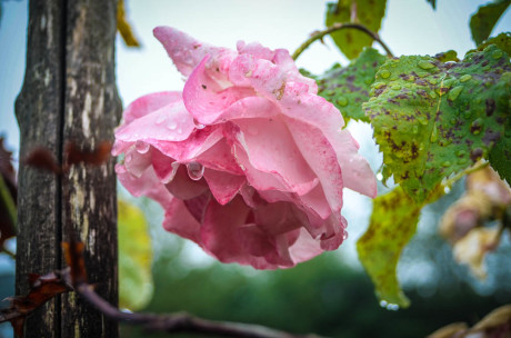 Rose with Raindrops - Tim Dustrude photo