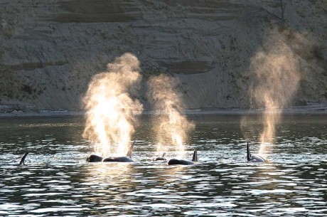 Transient Orcas near Sidney Island - Jim Maya photo