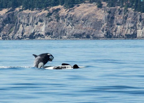 "Orca Pup over Mom", a photo by Aaron Plotkin