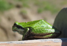 Frog - Photo by Peggy Sue McRae