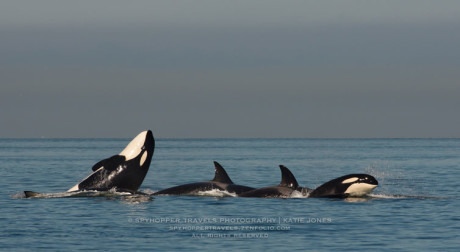 Transient Orca Whales at Play - Photo by Katie Jones