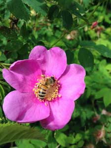 Bee and Rose - Photo by Brady Ryan