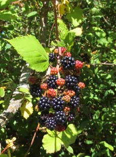 Blackberries - Photo Peggy Sue McRae