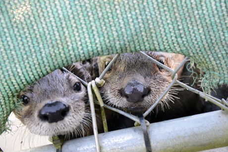 River Otters Riot and Rowdy - Photo Courtesy of Wolf Hollow