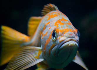 Rockfish - Photo Credit SeaDoc Society