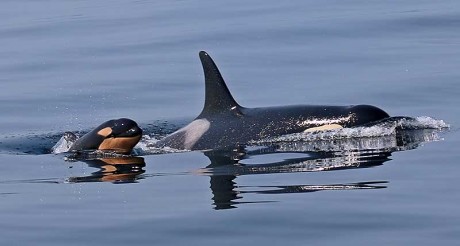 L120, 7-week-old Southern Resident orca has died - Photo credit: Carrie Sapp