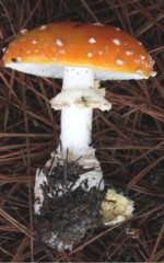 Island Mushroom - Contributed photo
