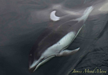 Pacific White Sided Dolphin - Jim Maya photo