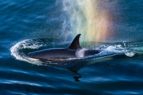 J-16 Slick is likely the mother of the new Orca Calf - <a href="https://www.flickr.com/photos/mrmritter/with/8743802705/" 