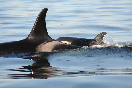 J-50 is a Girl! - Center for Whale Research photo