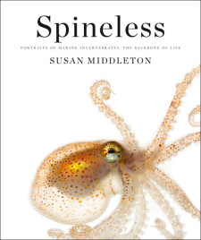 Spineless, by Susan Middleton