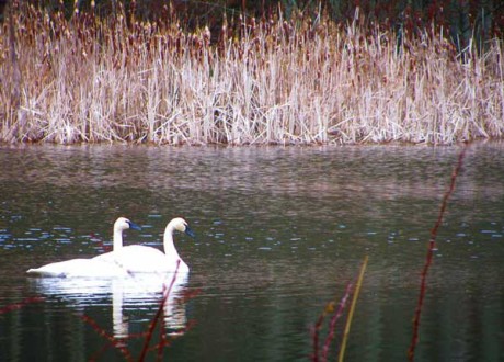 Swans on a Pond - Contributed photo