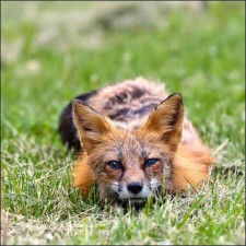"Fox" - a photo by John Miller