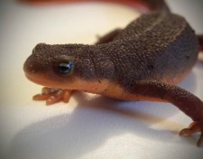Rough-skinned-newt