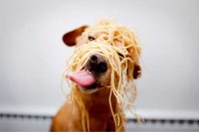 spayghetti-dog