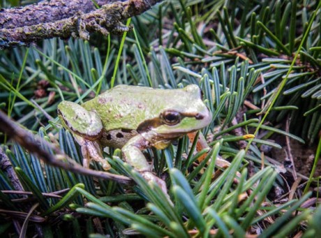 Tree Frog - Wolf Hollow photo