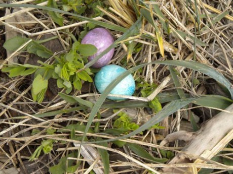 Easter Eggs hide in the grass - Contributed photo