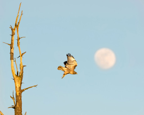 "Sun going down, moon coming up, hawk taking flight" - John Miller photo