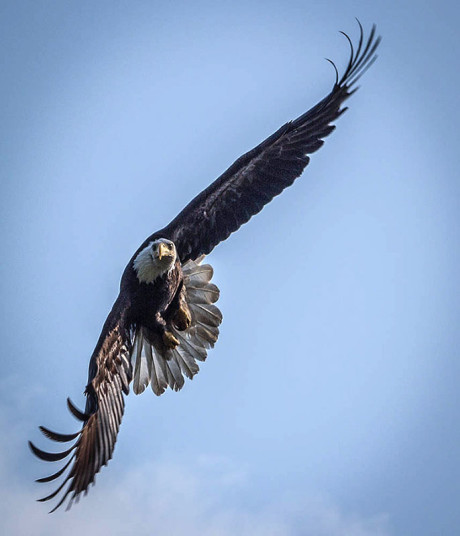 Eagle in Flight - Kevin Holmes photo
