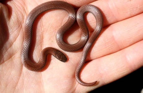 Sharp Tailed Snake - Contributed photo