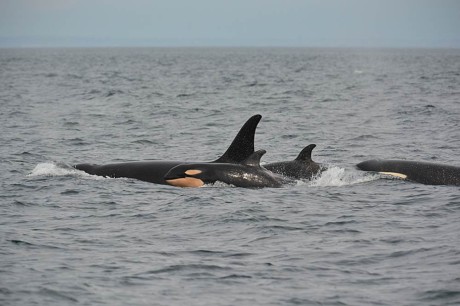 J-52. The Newest addition to the Southern Residents - Photo Credit: Jeanne Hyde courtesy of Center for Whale Reseasrch