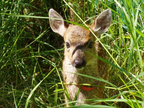 Fawn in the tall grass - Contributed photo